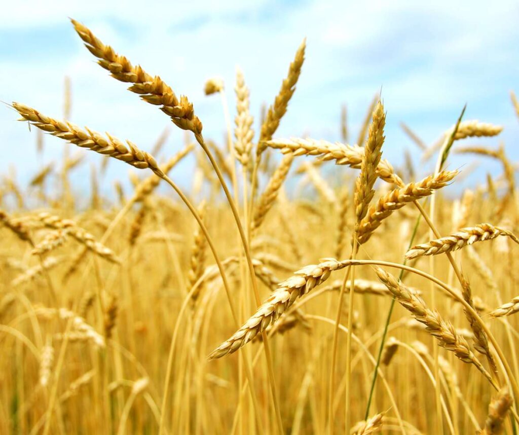 Alimentazione Sostenibile e Biodiversità il Grano