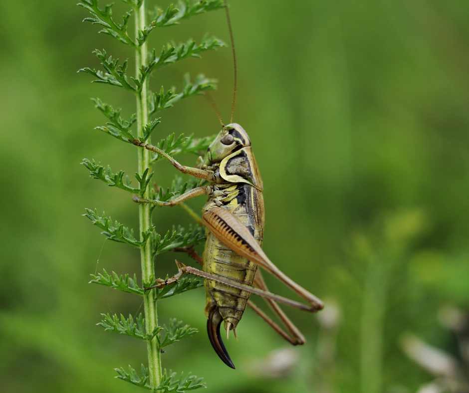 La dieta del futuro: gli insetti