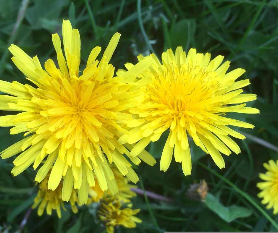 Dieta e Fitoterapia alleati insospettabili nelle piante